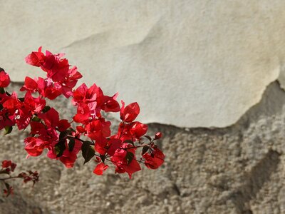 Contrast flowers level