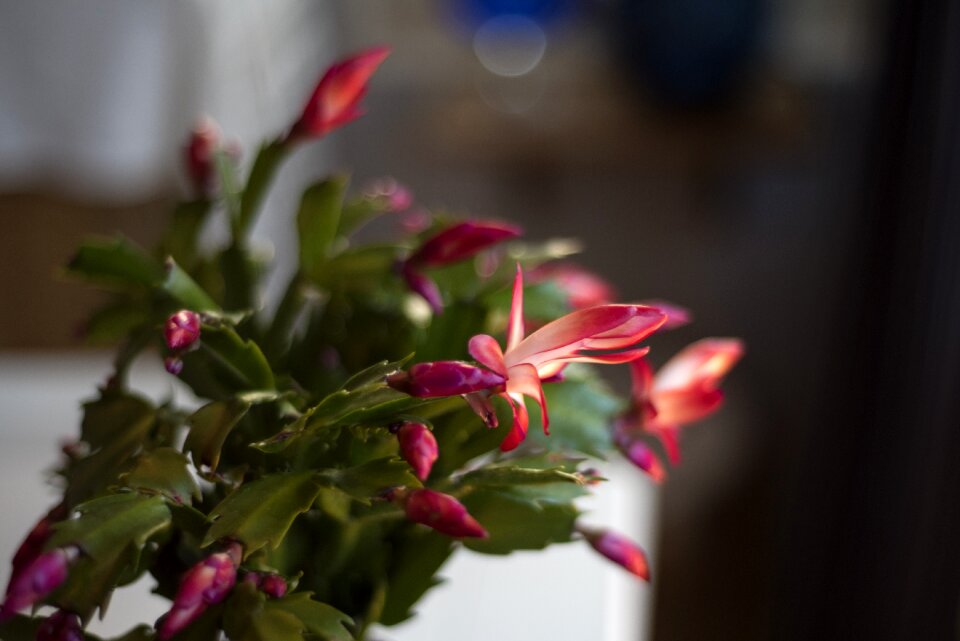 Plant flowers autumn