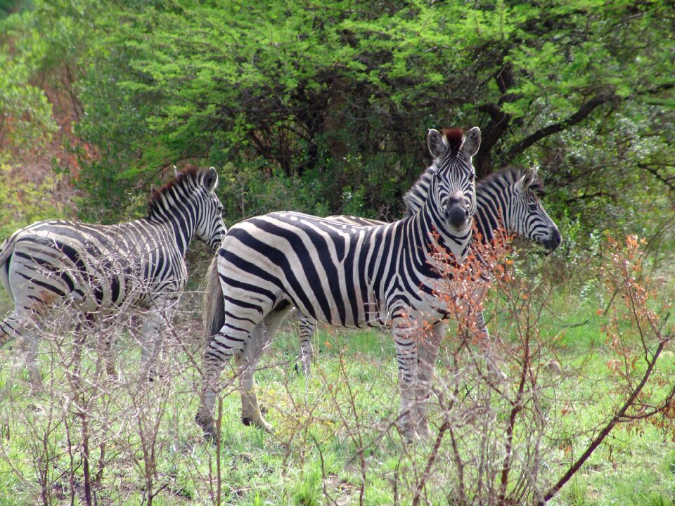 Plains game safari