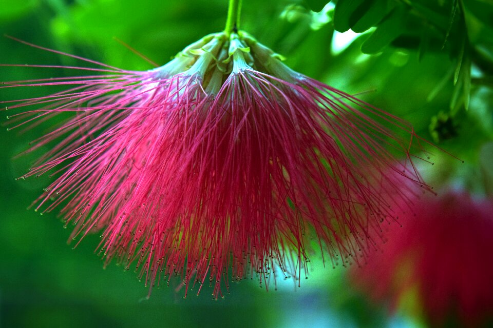 Red brush bush