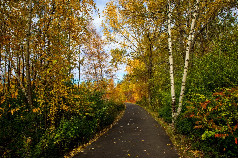Yellow orange trees