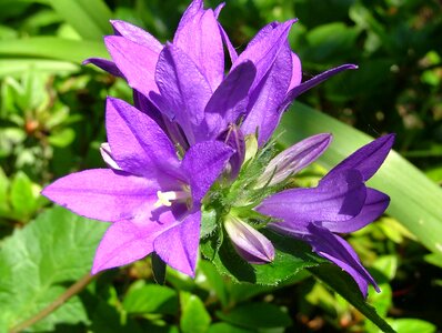 Nature flowering purple flower photo