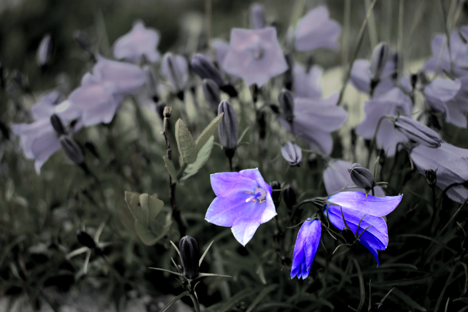 Garden wildflower blooms