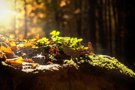 Nature leaf green photo