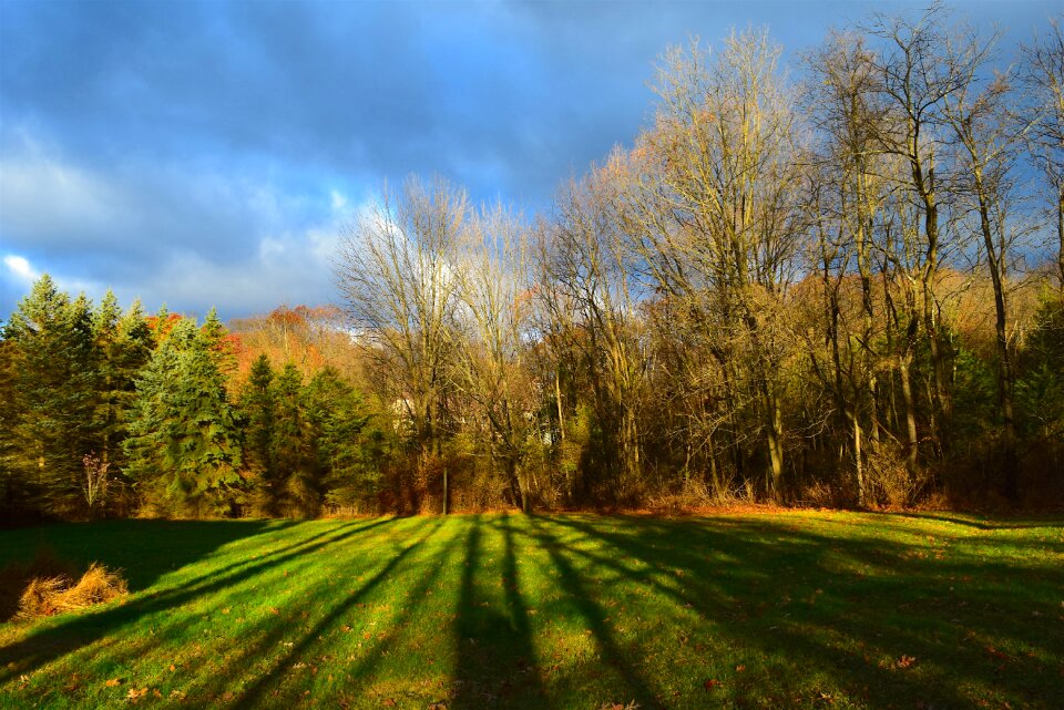 Trees nature grass