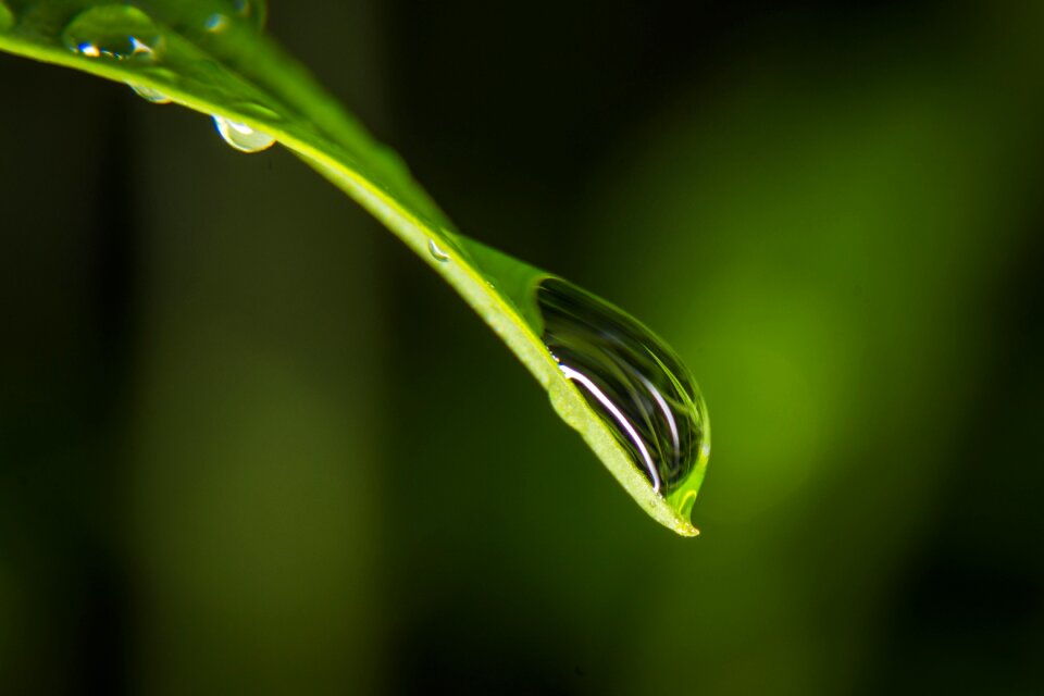 Macro drip dew photo