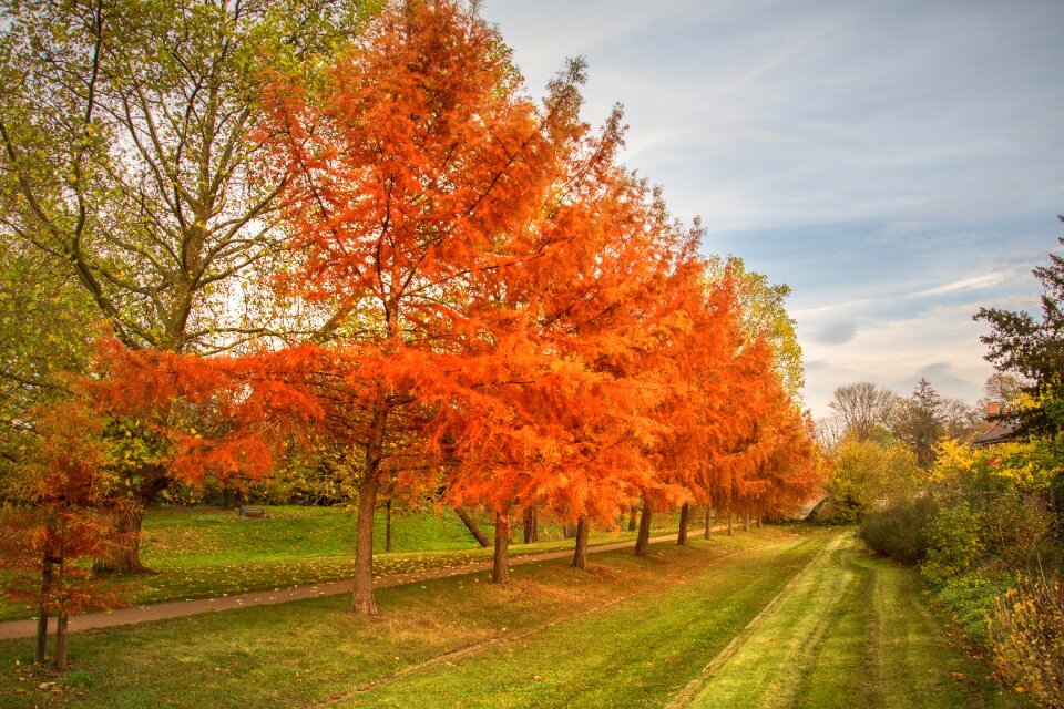 Trees fall color golden autumn