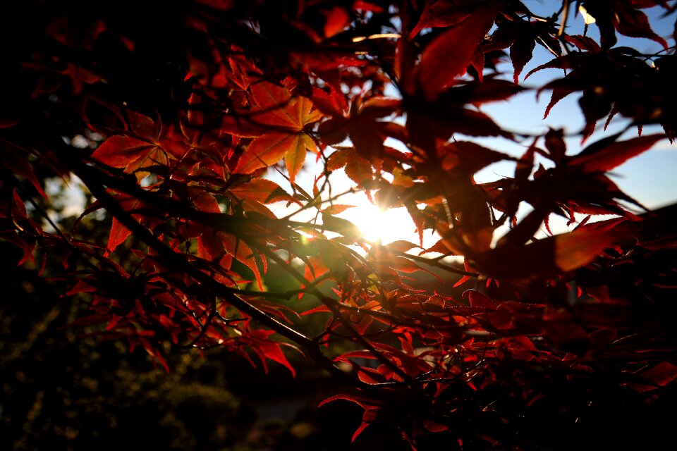 Maple autumn leaves