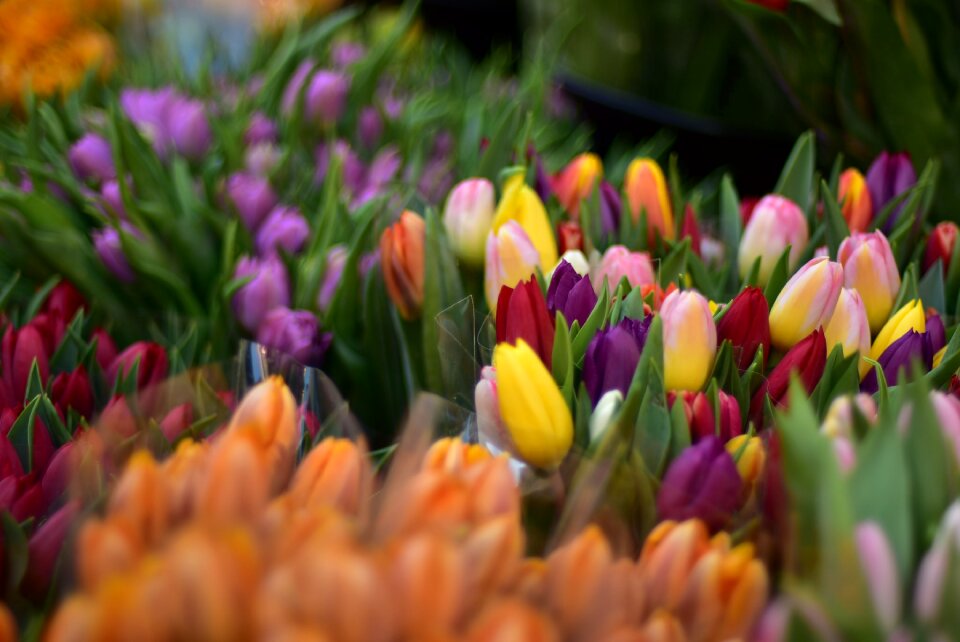 Spring colorful beautiful