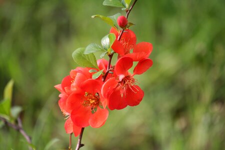 Nature garden beautiful