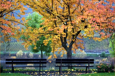 Autumn mosel village