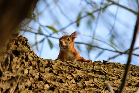 Forest rodent tree