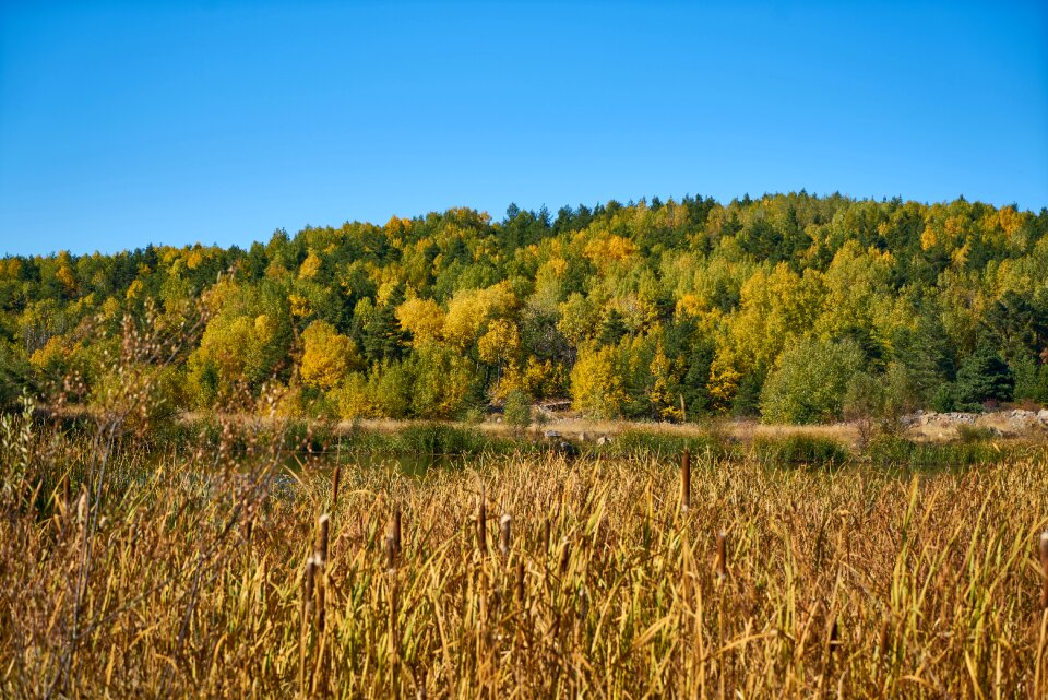 Autumn forest yellow