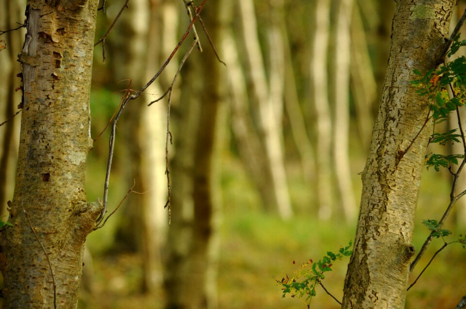 Trees birch autumn