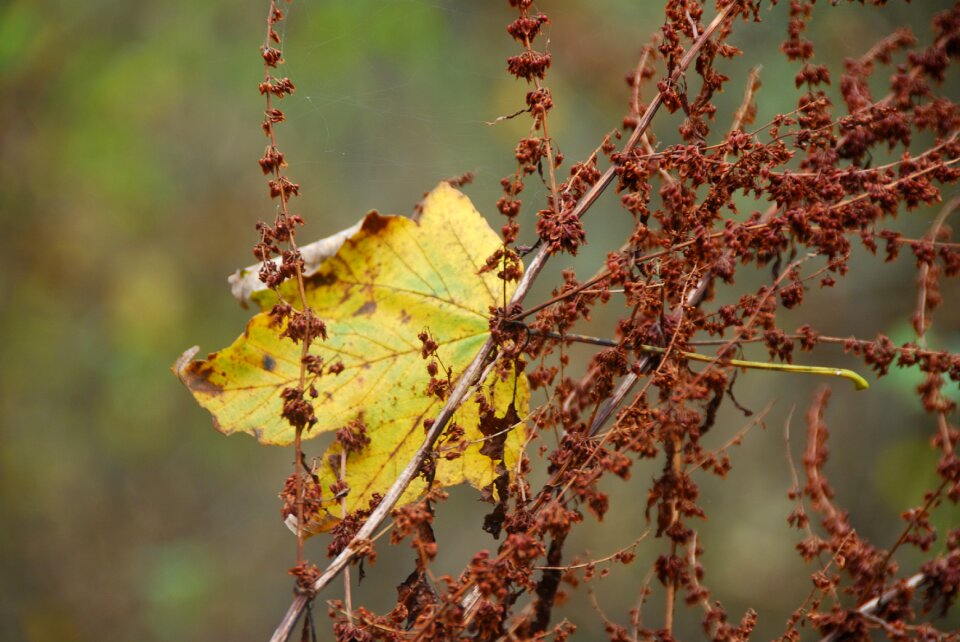 Fall foliage withered nature
