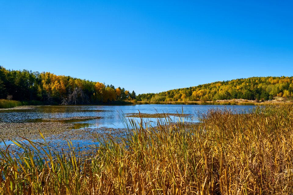 Autumn forest yellow