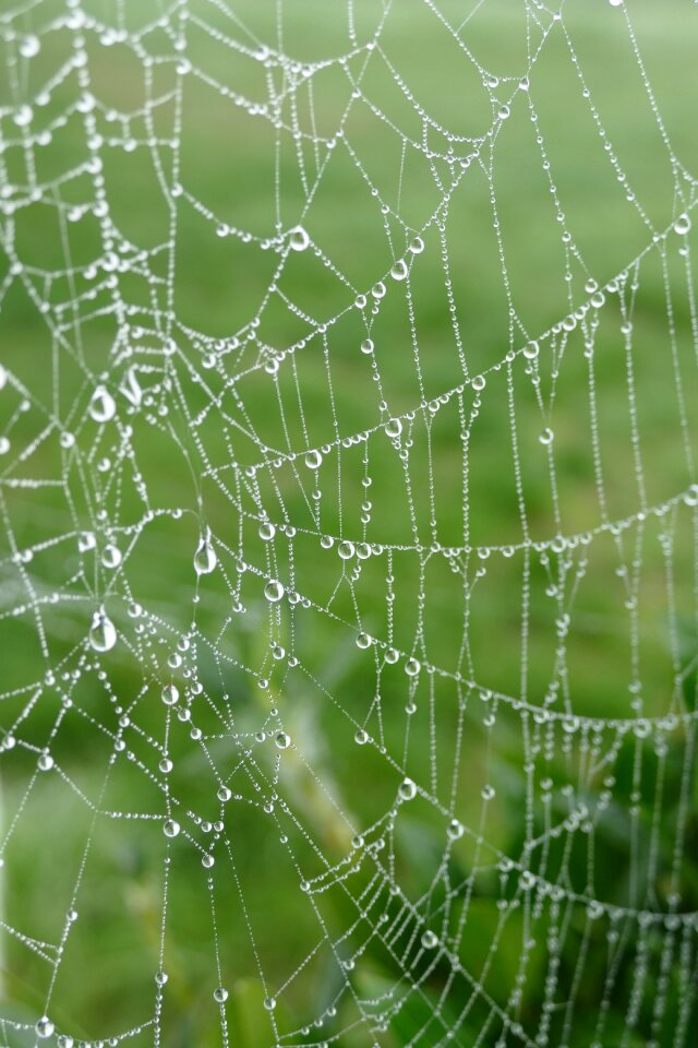 Dew dewdrops rag