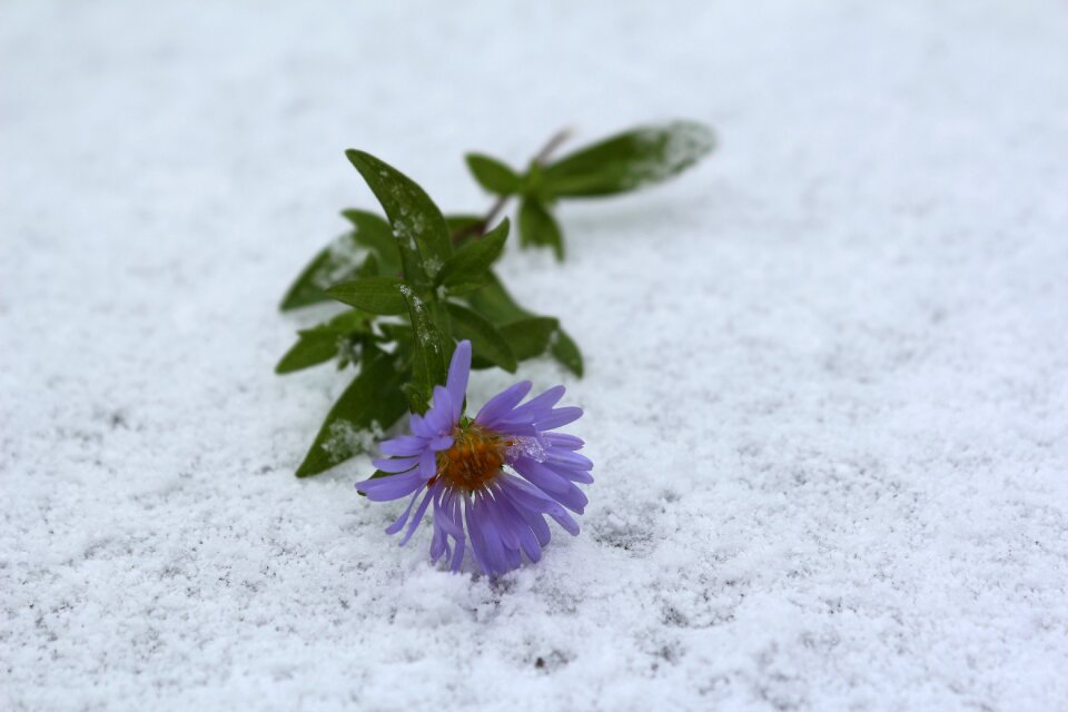 Flower in the snow the first snow september