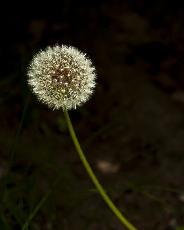 Flower weeds
