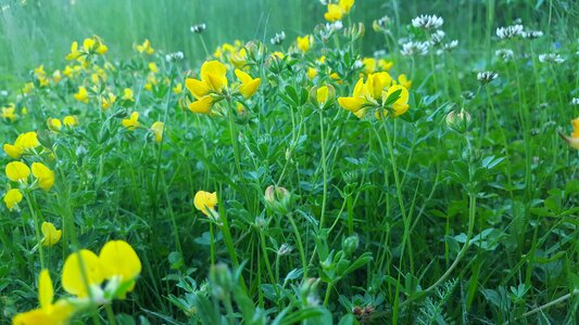 Misty yellow green