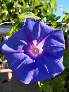 Purple flower floral violet