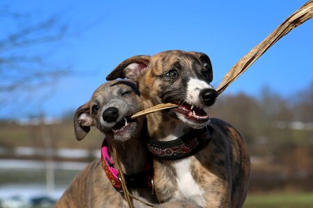 Whippet puppies greyhound