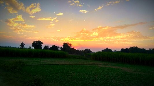 Dawn sunset grass