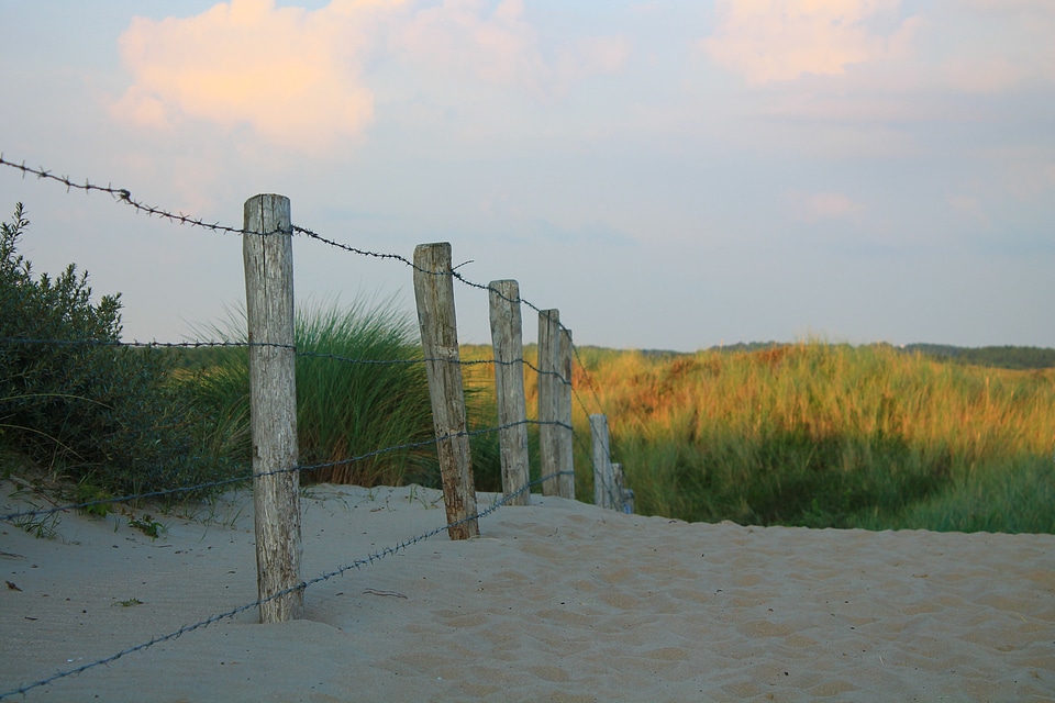Dune summer north sea