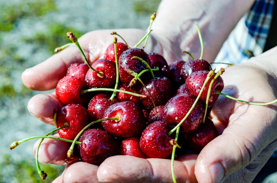Fruit edible plant