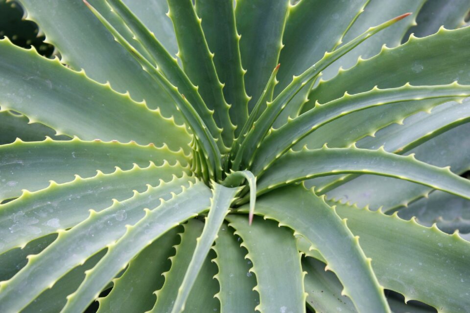 Foliage nature growth