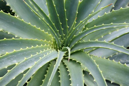 Foliage nature growth