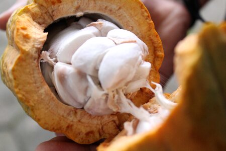 Cocoa nature chocolate