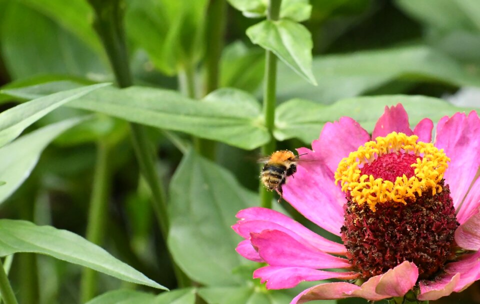 Honey bee plant flower flora photo