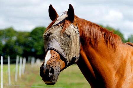 Equine horse head domestic animal photo