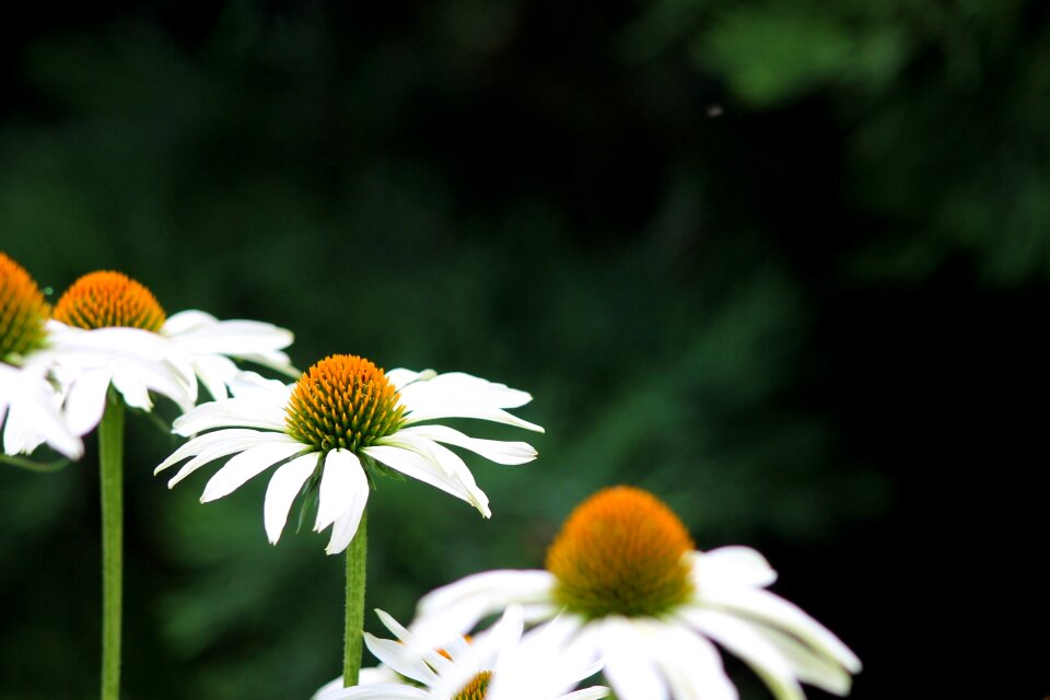 Nature flower flowers