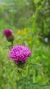 Flowers plants pink flower photo