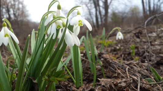 Bloom spring flowers living nature photo