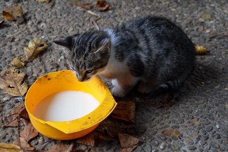 Kitten domestic cat young cat photo