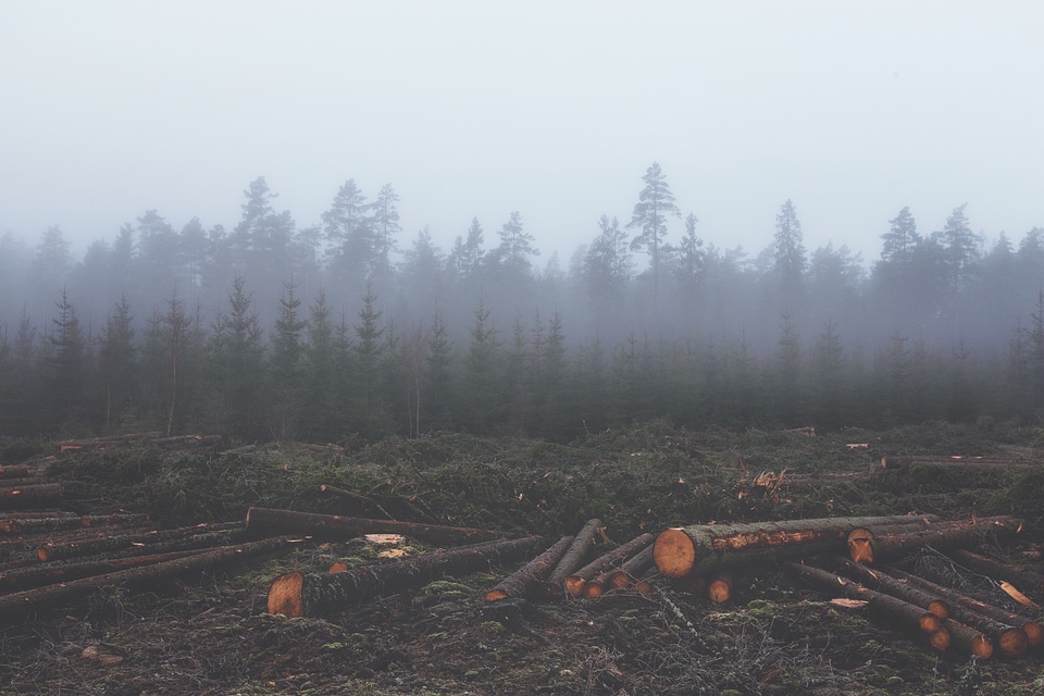 Untimber logs tree trunks