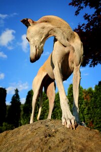 Galgo paw perspective