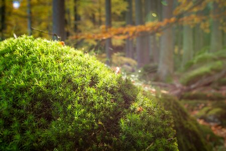 Autumn forest floor public record