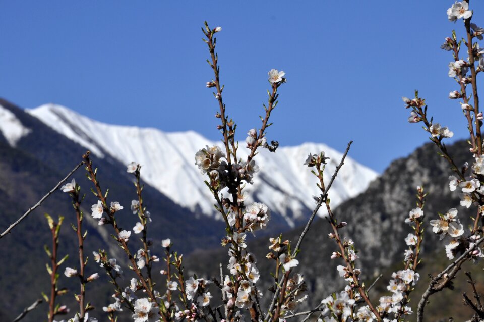 Flowers snow mountain