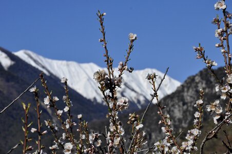 Flowers snow mountain photo