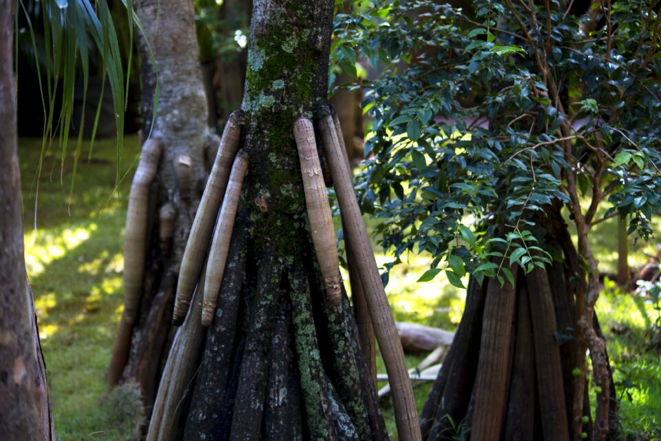Nature plant green