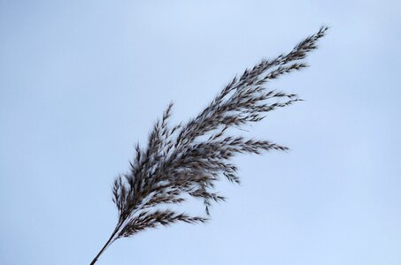 Grasses plant backlighting