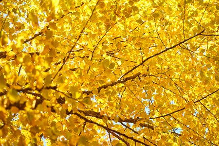 Nature dry leaves yellow photo