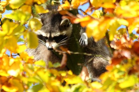 Autumn raccoon tree photo