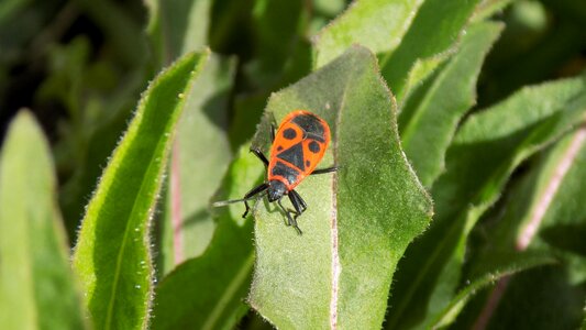 Leaflet insect macro photography photo