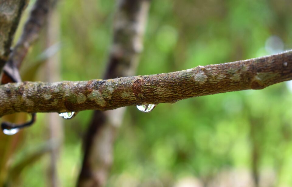Rain droplet nature
