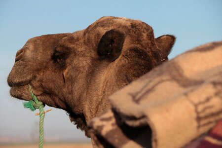 Camel the head of the fur